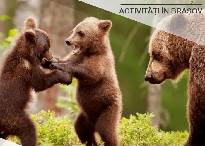 Spacious Holiday New Apartment- Family Friendly - Mountain View - Huge Balcony - Top Floor - Acs - Outlet Mall - Grocery Brașov